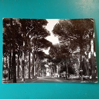 Cartolina Fregene - Pineta. Viaggiata 1958 - Fiumicino