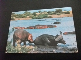 IPPOPOTAMO BUFALO BUFFALO AT HIPPO POOL TANZANIA KENYA UGANDA - Hippopotamuses