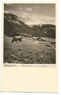 AC4638 Leutasch - Hammermoosalm - Vacca, Mucca, Cow, Koe, Vache, Vaca / Viaggiata 1952 - Leutasch