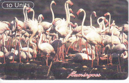 TARJETA DE TANZANIA DE UNOS FLAMINGOS (FLAMENCO) - Tansania