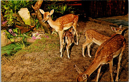 Florida Silver Springs Deer At Tommy Bartlett's Deer Ranch - Silver Springs