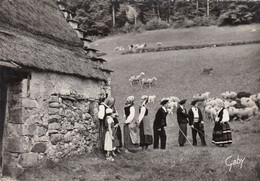 (236)  CPSM  Campan  La Bigorre  Les Pastourelles  (Bon état) - Campan