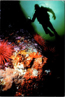 Canada Nanaimo Underwater Scene Diver And Corals - Nanaimo