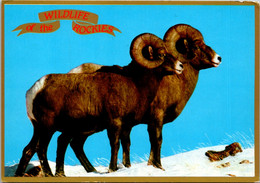 Colorado Wildlife Of The Rockies Bighorn Sheep - Rocky Mountains