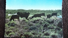 CPSM EN CAMARGUE  TAUREAU TAUREAUX EN LIBERTE ED 7 COULEUR - Taureaux