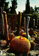 ► Cactus  Eze Village  1974 - Cactusses