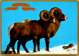 Colorado Rocky Mountains Wildlife Of The Rockies Bighorn Sheep - Rocky Mountains