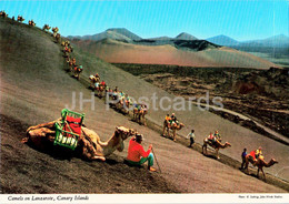 Camels On Lanzarote - Canary Islands - Animals - Spain - Unused - Lanzarote