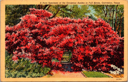 Texas Galveston Rare Speciman Of Gorgeous Azalea In Full Bloom 1942 Curteich - Galveston