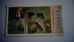 OTTER HOUND N° 29 Fowls Pigeons And Dogs Chien Dog Cigarettes OGDEN'S Tobacco Vignette Trading Card Chromo - Ogden's