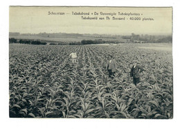 Schoorisse  Schorisse   Maarkedal   Tabaksbond De Vereenigde Tabaksplanters Tabaksveld  TABAK TOBACCO  METIER - Maarkedal