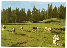 Franche-Comté -- 1975 -- Paturages  ( Vaches )  ...........à Saisir - Autres & Non Classés