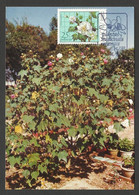 Macau Plantes Médicinales Hibiscus Mutabilis L. Carte Maximum 1983 Macao Medicinal Plants Maxicard - Cartes-maximum