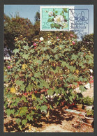 Macau Plantes Médicinales Hibiscus Mutabilis L. Carte Maximum 1983 Macao Medicinal Plants Maxicard - Maximum Cards