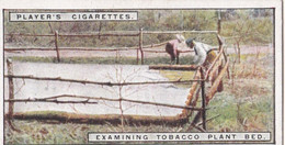 From Plantation To Smoker 1926  - 2 Examining Tobacco Plants  Bed  - Players Cigarette Card - - Player's