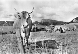 Lac De Joux Le Chenit Vache Vaches Cloche - Le Chenit