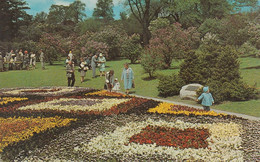 Rochester, New York "Lilac Capital Of The World" Beautiful Pansy Bed In Monroe County's Highland Park - Rochester