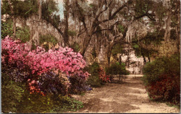 South Carolina Summerville Driveway At "The Postern" 1935 Handcolored Albertype - Summerville