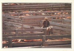 Postcard USA Texas Amarillo Cattle In The Corral Cowboy - Amarillo