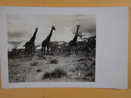 Carte Photo Kenya Girafes - Kenia