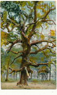 SIOUX CITY,  IA - Council Oak, Arbre Remarquable - Sioux City