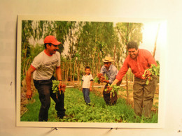 El Salvador - Récolte De Radis Chez Un Partenaire Du CCFD Terre Solidaire - 138 X 104 Mm - El Salvador