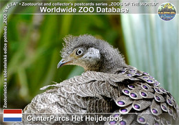 01215 CenterParcs Het Heijderbos, NL - Grey Peacock-pheasant (Polyplectron Bicalcaratum) - Gennep