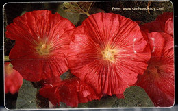 TURKEY 2006 PHONECARDS FLOWERS USED VF!! - Flowers