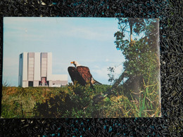 The American Bald Eagle Shares Residence At The Kennedy Space Center (R16) - Orlando