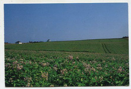 AK 116085 CANADA - P. E. I. - Potato Field - Autres & Non Classés