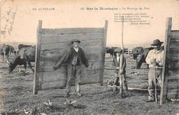 ¤¤  -  En Auvergne  -  Sur La Montagne  -  Le Montage Du Parc  -  Vaches   -  ¤¤ - Other & Unclassified