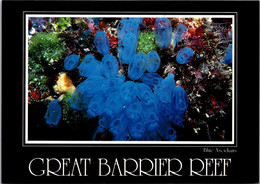 Australia Great Barrier Reef Blue Ascidians - Great Barrier Reef