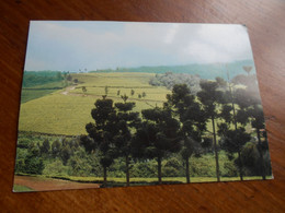 Plantation De Thé Teza Burundi écrite - Burundi