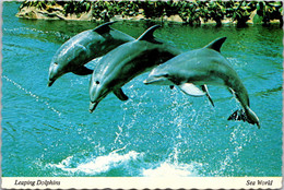 Florida Orlando Sea World Dolphin Show Leaping Dolphins - Orlando