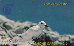 TARJETA DE ASCENSION ISLAND DE UN PAJARO (BIRD-PAJARO) 2CASB - Ascension (Ile De L')