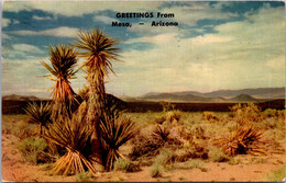 Arizona Greetings From Mesa Showing Desert And Yucca 1953 - Mesa