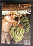 Bananas 1985 - Honduras