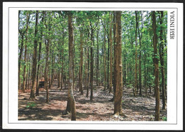 INDIA 1998 TEAK FOREST ,DANDELI WILDLIFE ANIMAL,BAMBOO,SANCTUARY,OFFICIAL INDIA POST POSTCARD (**)INDE INDIEN - Cartas & Documentos