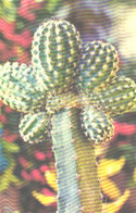 Cactus Echinocereus Melanocentrus 1974 - Cactus