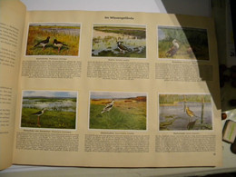 1932 Enfantina Livre D'images Sur Oiseaux "aus Deutschlands Vogelwelt". 38*28,5 Cm. Cigaretten Bilderdienst. 200 Images - Tiergeschichten