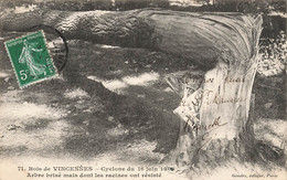 Paris * 12ème * Bois De Vincennes * Le Cyclone Du 16 Juin 1908 * Arbre Brisé Mais Dont Les Racines Ont Résisté - Paris (12)