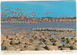 Flamingo Colony - Bonaire - (Netherlands Antilles) - Bonaire