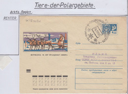 Russia Cover With Reindeer Ca 31.3.1974 (AN173) - Faune Arctique