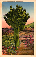 Cactus Clustered Sahuaru Giant Cactus - Cactusses