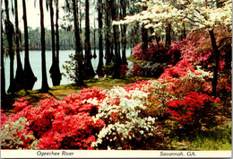Georgia Savannah Ogeechee River With Beautful Azaleas And Cypress Trees - Savannah