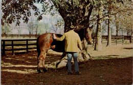 Kentucky Lexington Kentucky State Horse Park Grooming Hi Winter Coat 1975 - Lexington