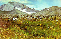 Colorado Denver Museum Of Natural History Long's Peak Alpine Exhibit - Denver