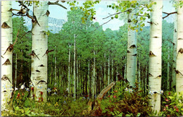 Colorado Denver Museum Of Natural History Aspen Forest Exhibit - Denver