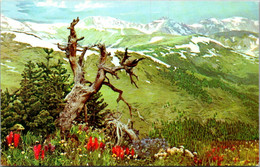 Colorado Denver Museum Of Natural History Loveland Pass Timberline Exhibit - Denver