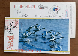 Rongcheng Swan Lake,bird,China 2005 Charming Weihai City Landscape Advertising Pre-stamped Card - Cygnes